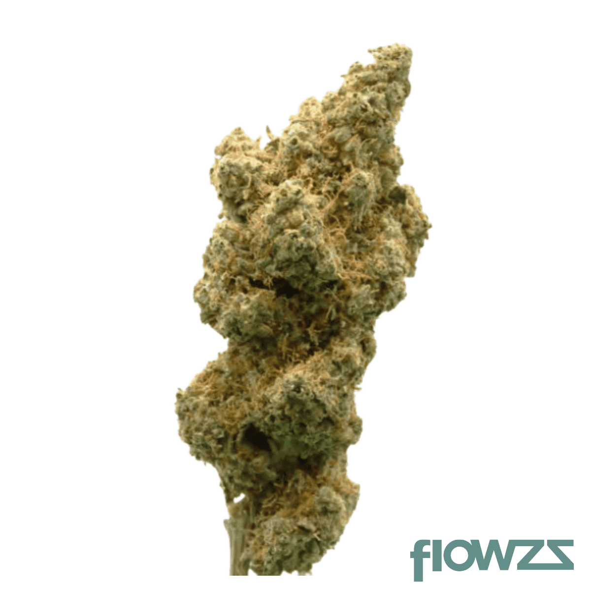 blackrose-14-pt-garlic-sherbert