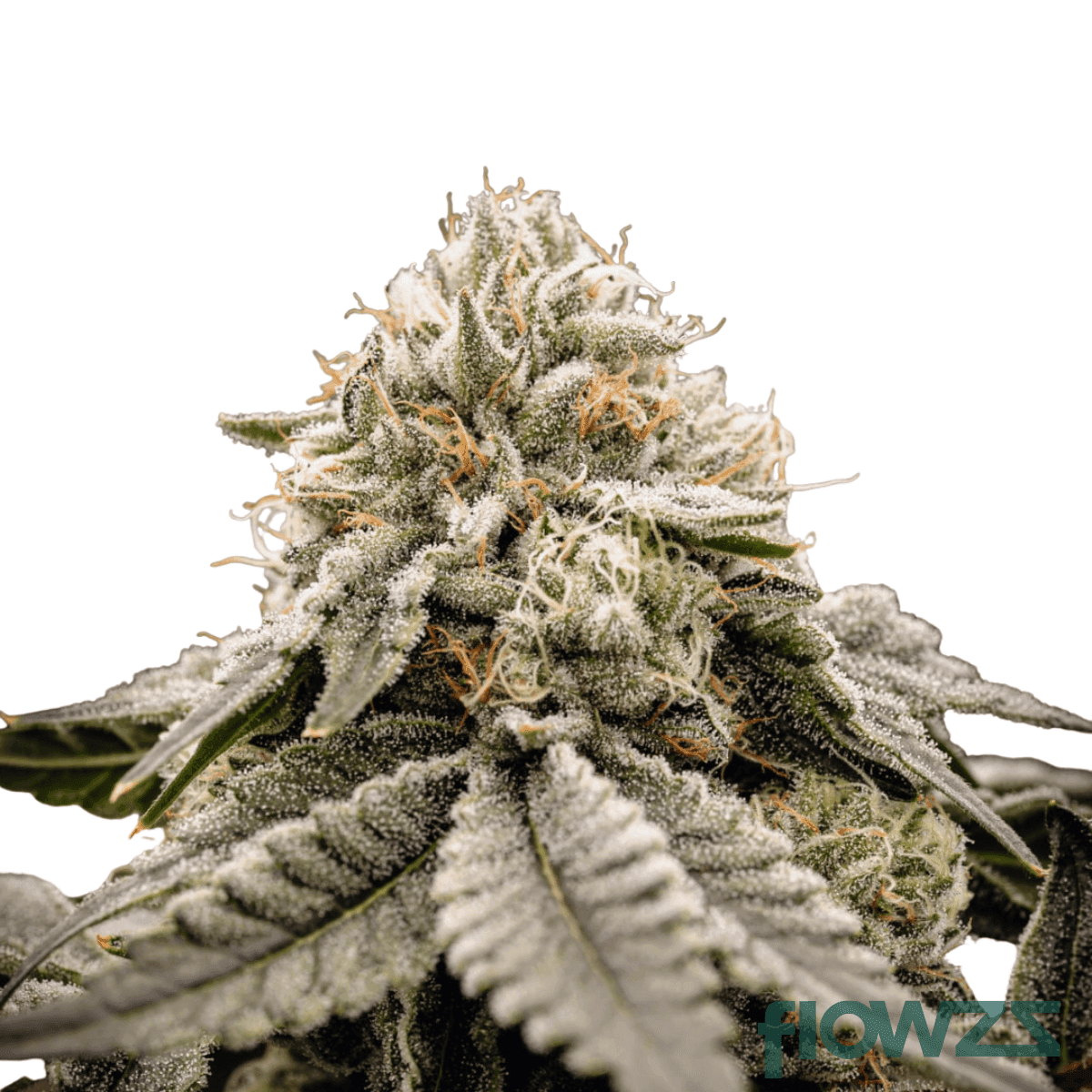 rainbow-belts-cannabis-strain