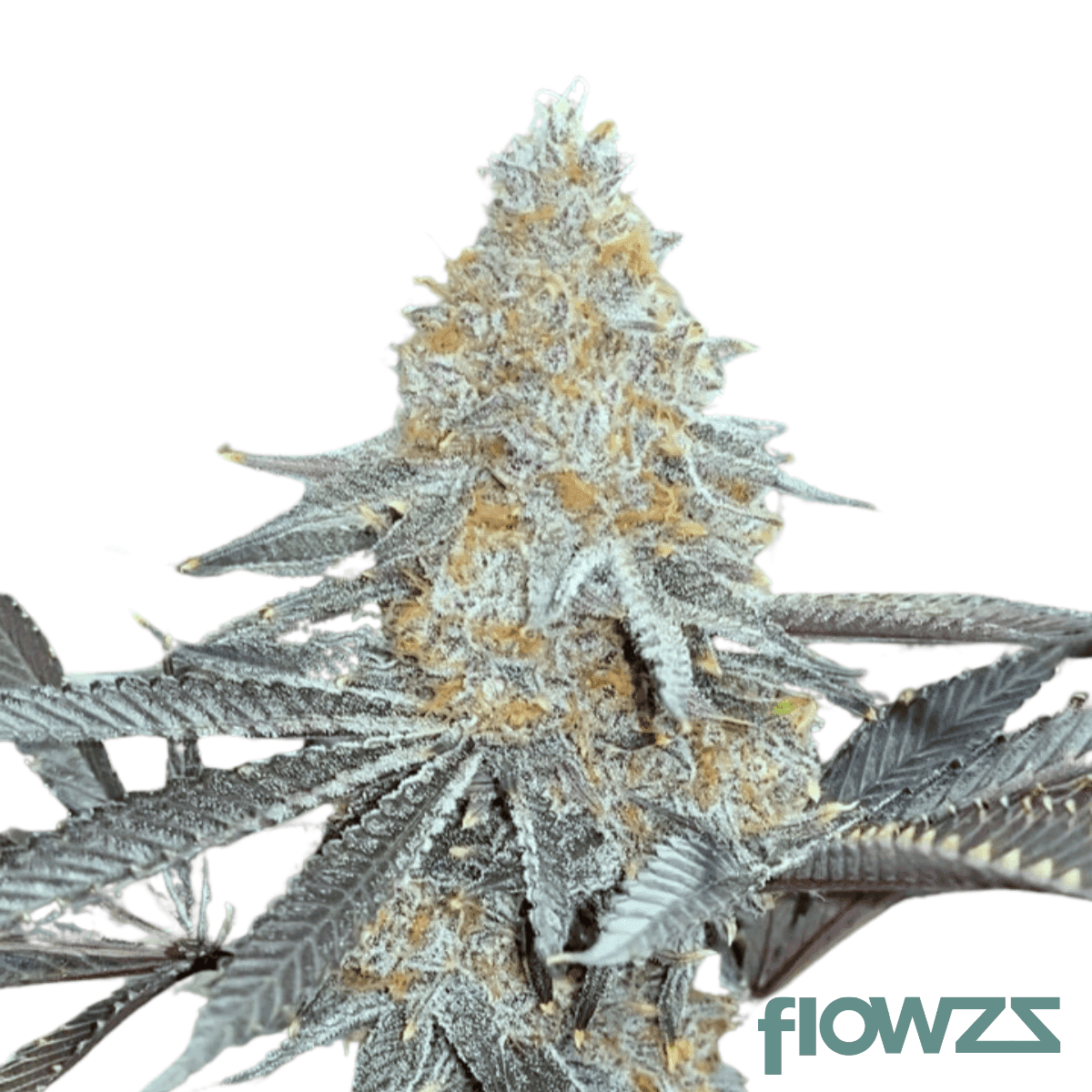 super-boof-cannabis-strain