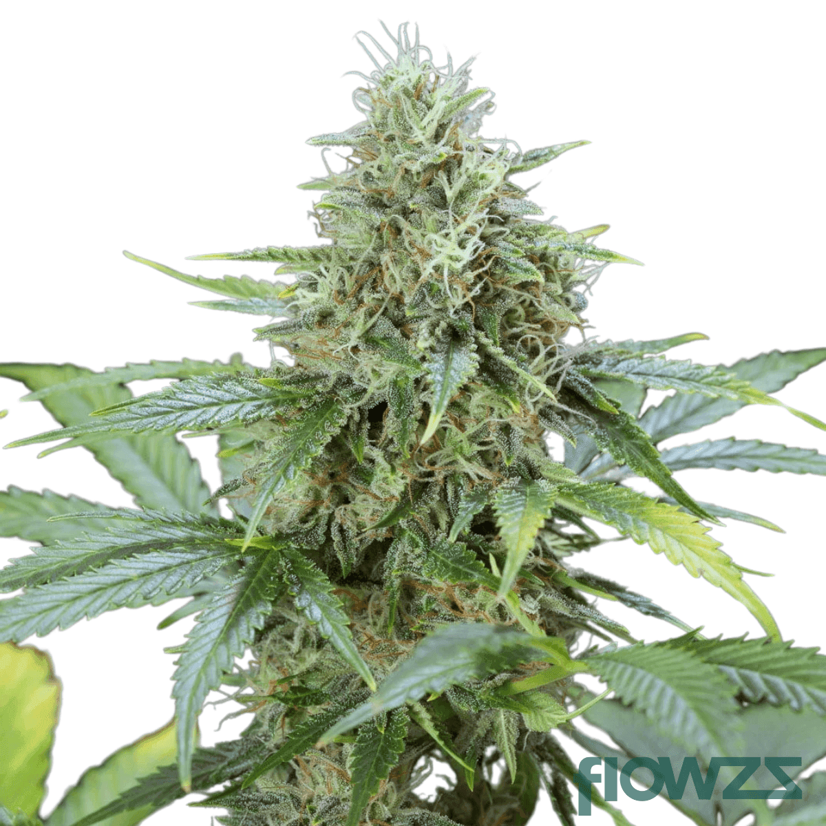 chocolate-mint-strain