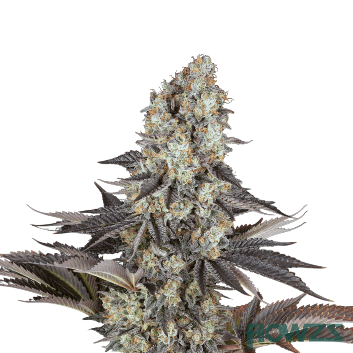 frozen-fist-cannabis