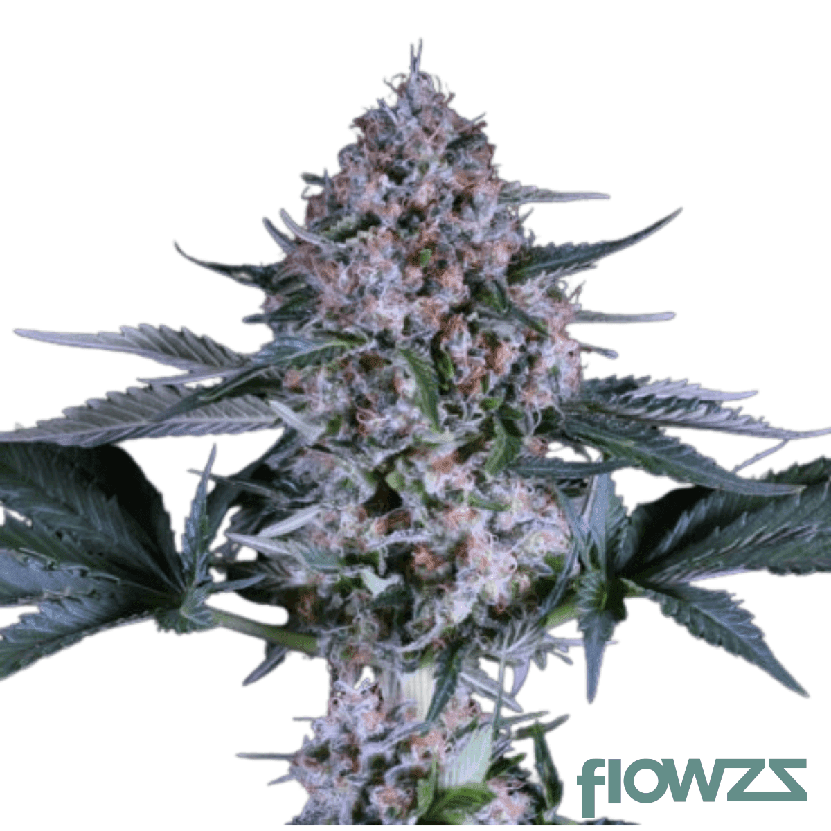 lemon-cookies-cannabis-strain