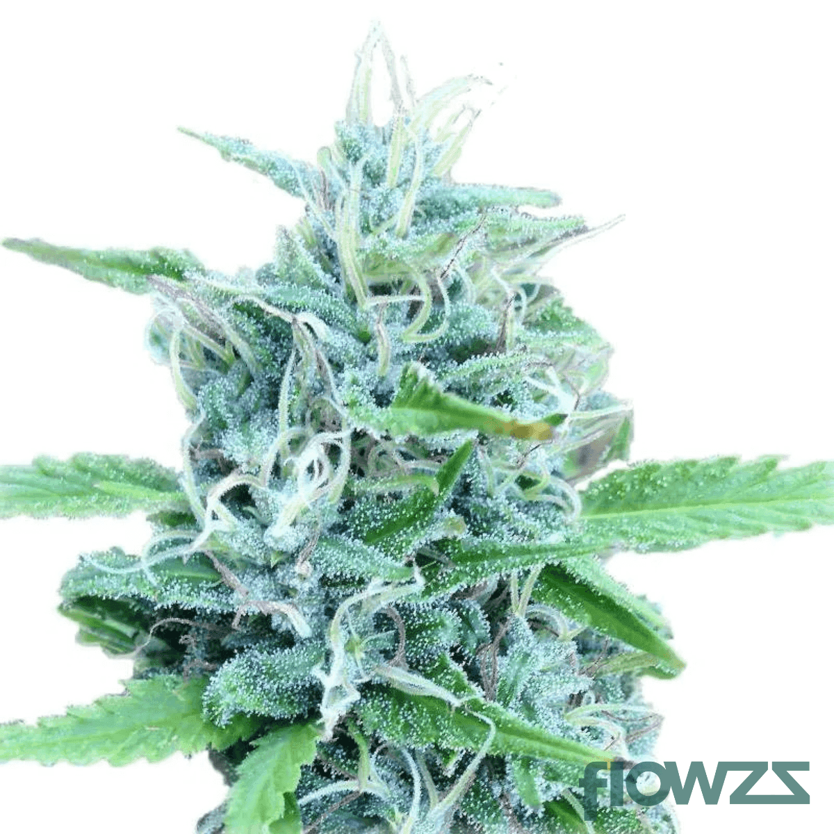 orient-bazaar-cannabis-strain