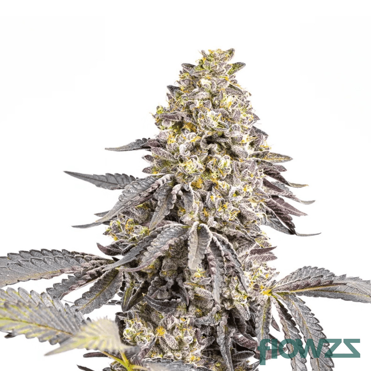 animal-mints-cannabis-strain