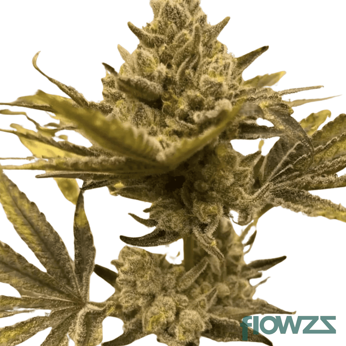 bifrost-cannabis-strain