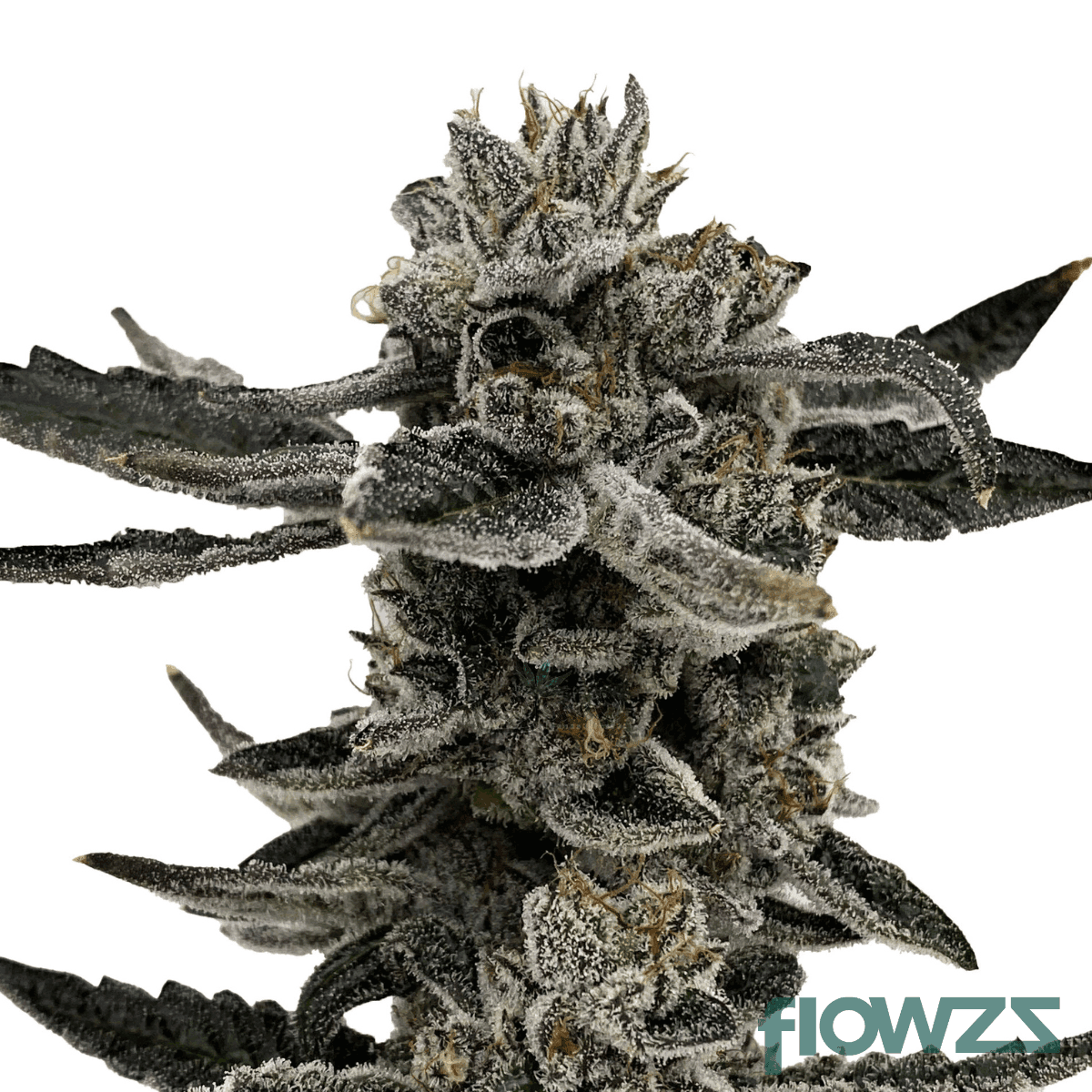 crispy-doughnut-cannabis-strain