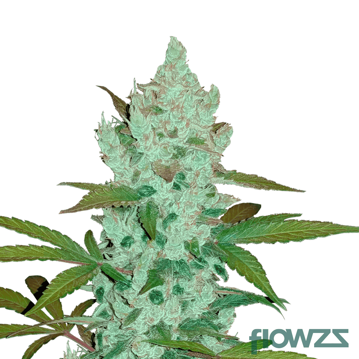 platinum-girl-scout-cookies-strain