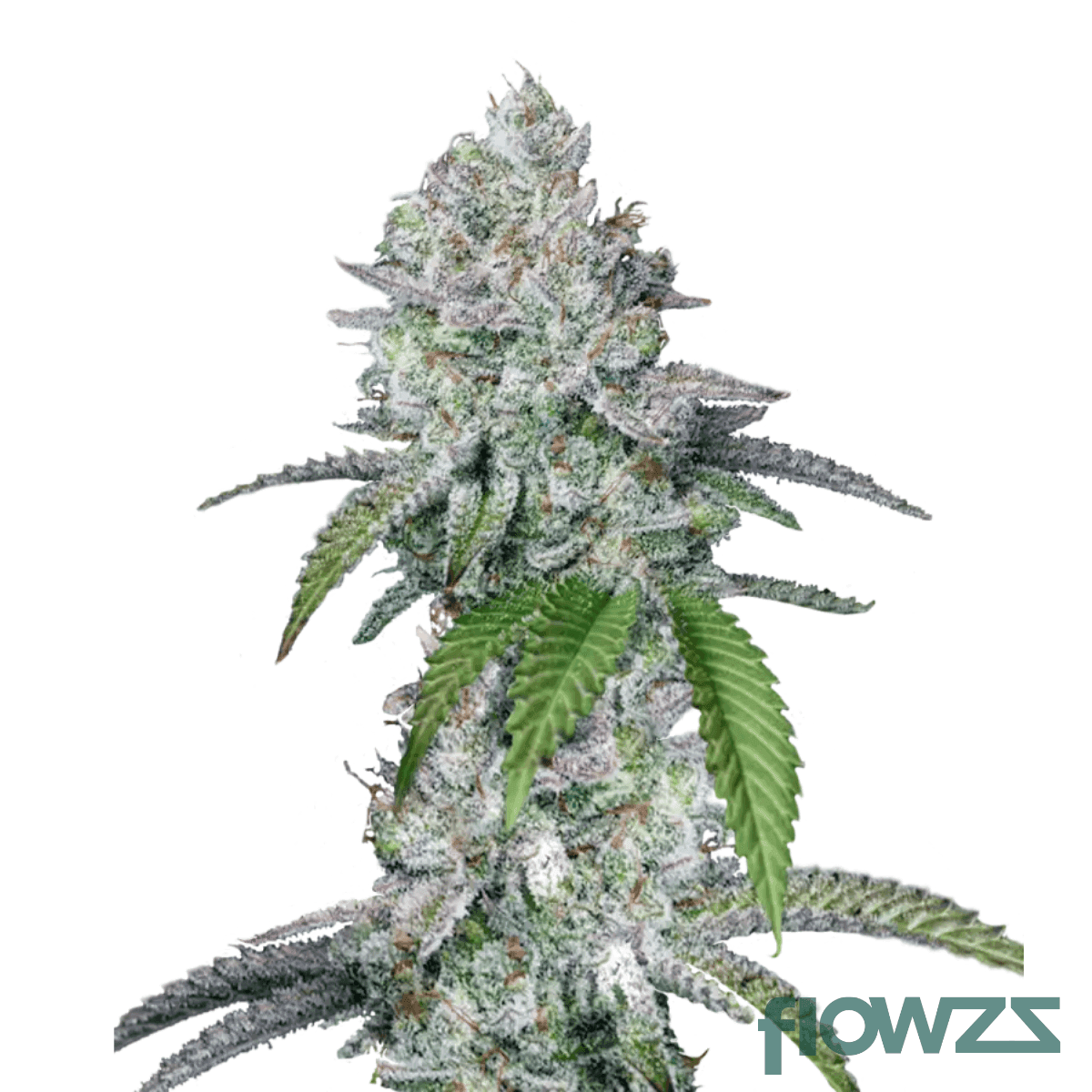 Pink-Slurricane-cannabis-strain