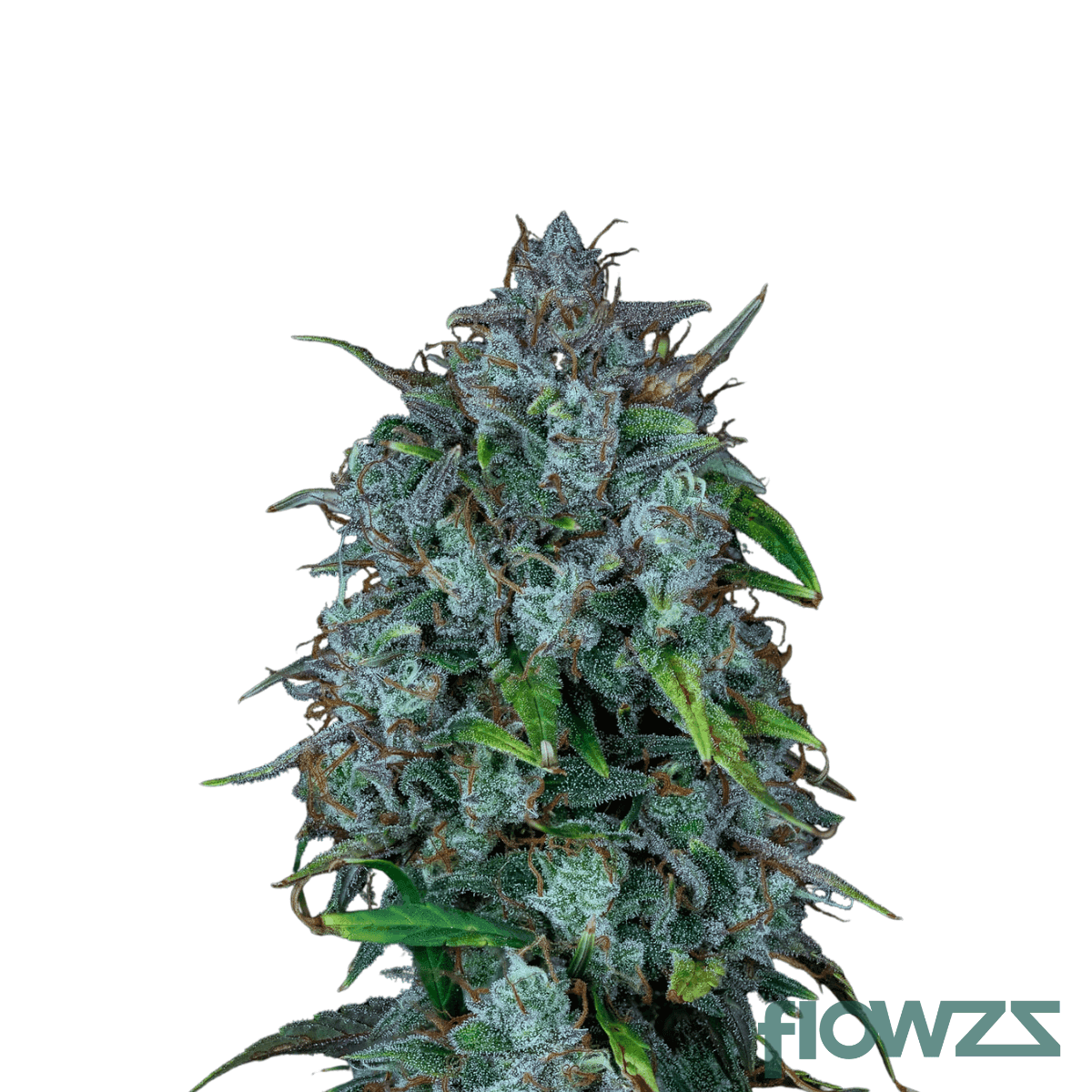 solpina-magic-cannabis-strain