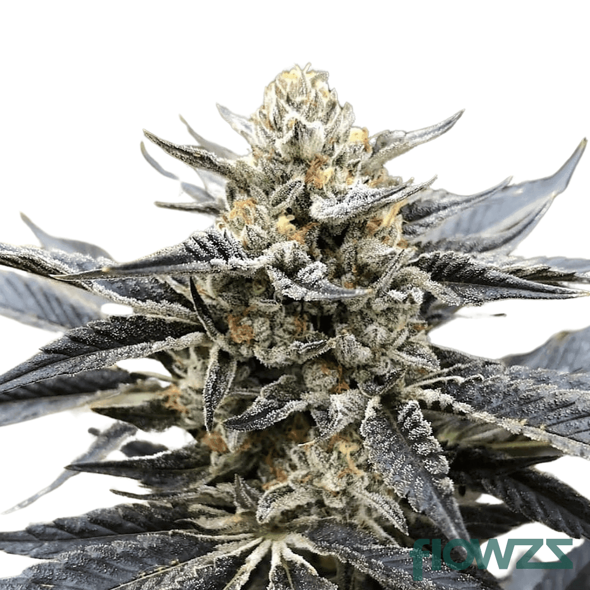 chem-cookies-cannabis-strain