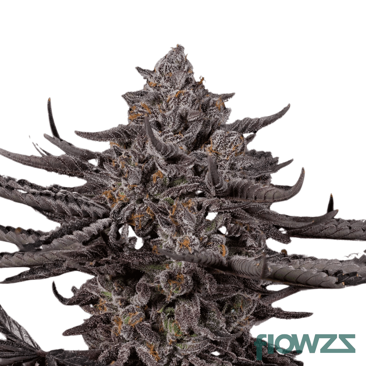 Tigerz-Eye