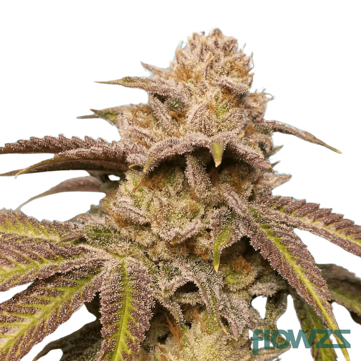 ventura-dawg-cannabis-strain