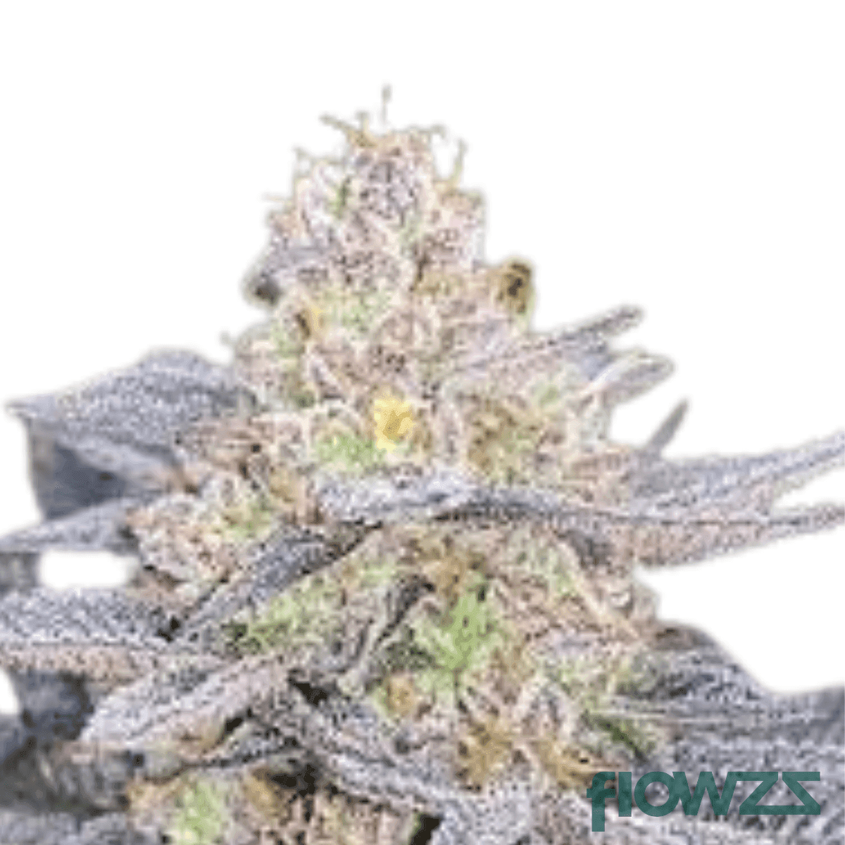 super-sherb-cannabis-strain