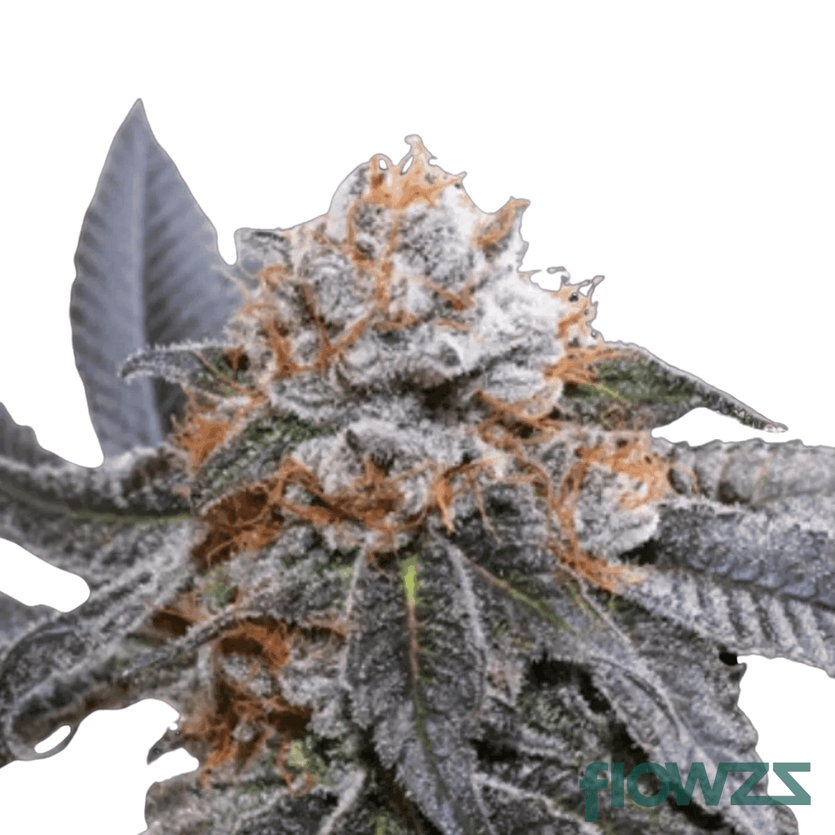 blue-zushi-cannabis-strain