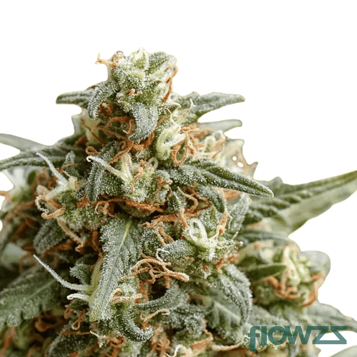 fast-orange-cannabis-strain