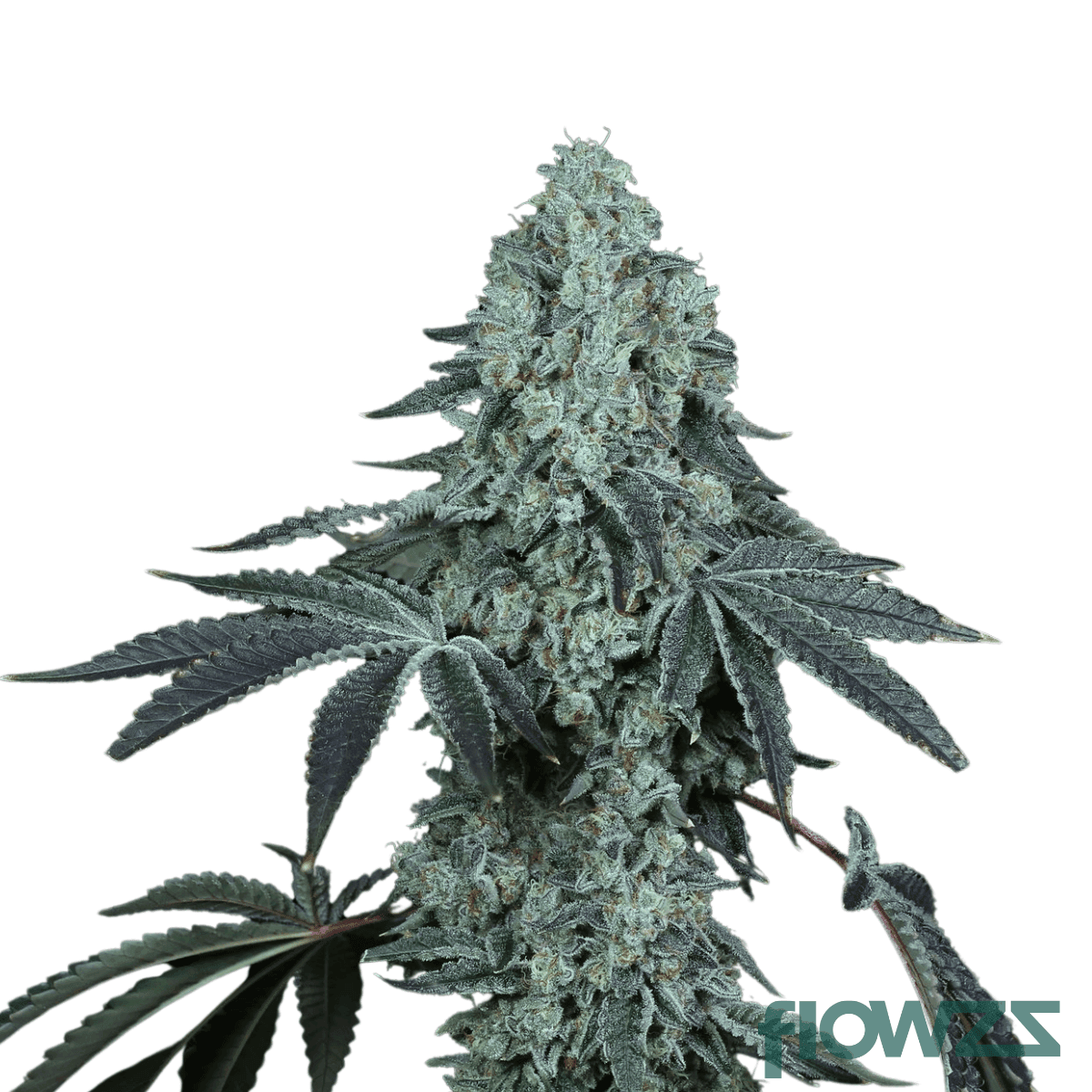 black-pave-cannabis-strain