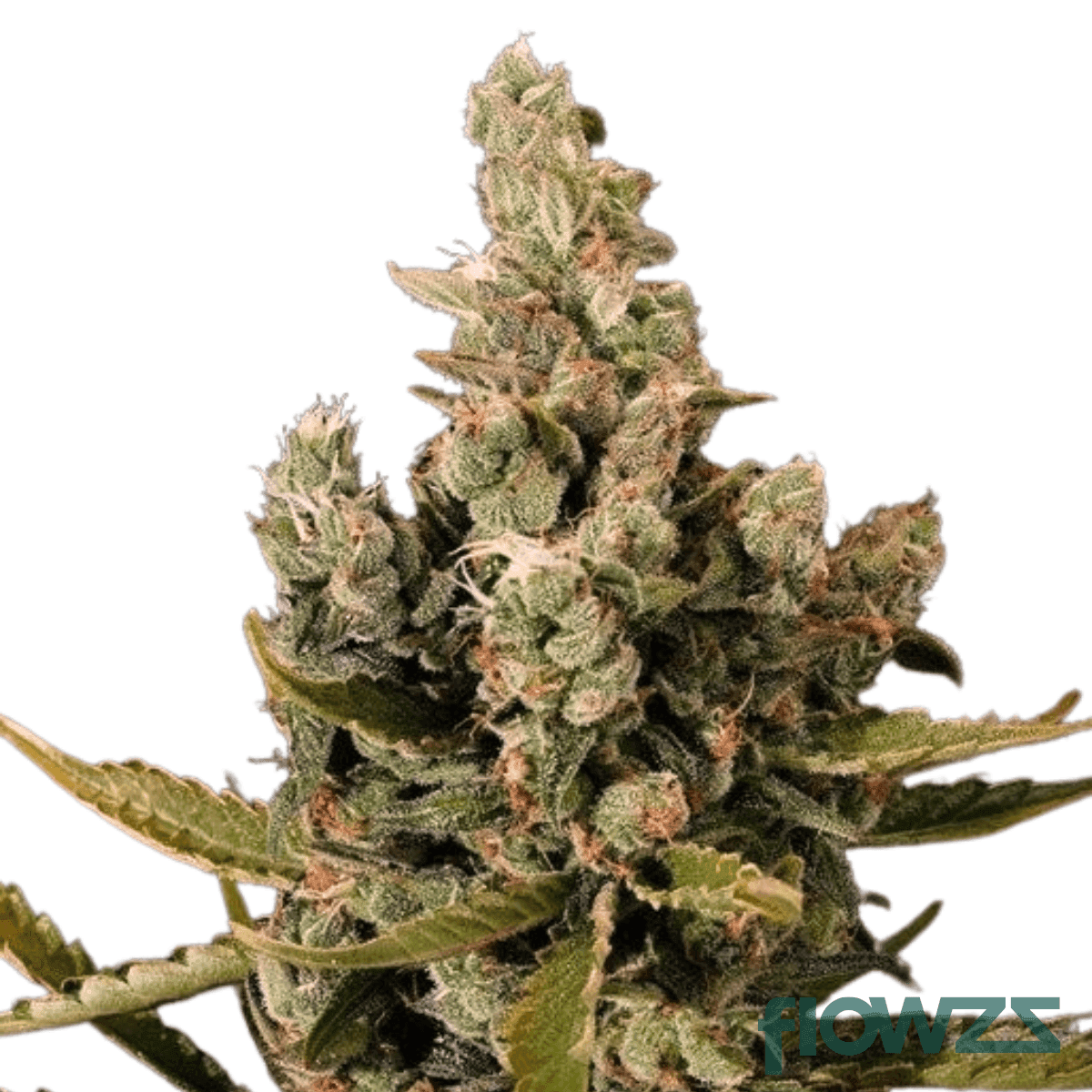 mango-cheese-cannabis-strain