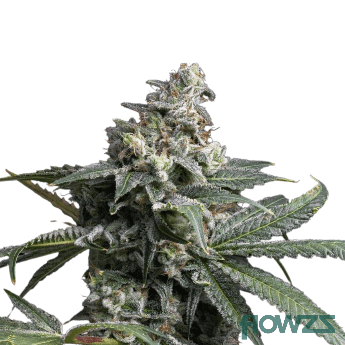 gmo-oz-kush-cannabis-strain