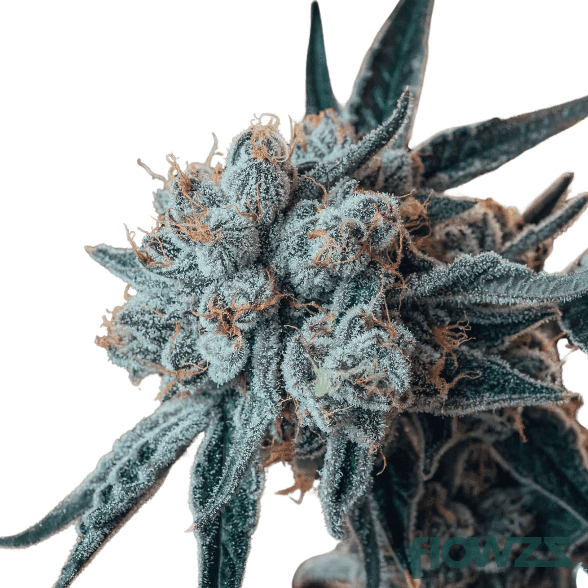 blueberry-yum-yum-cannabis-strain