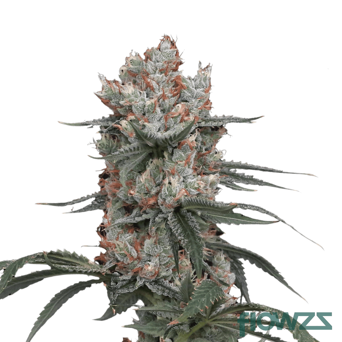 super-lemon-g-cannabis-strain