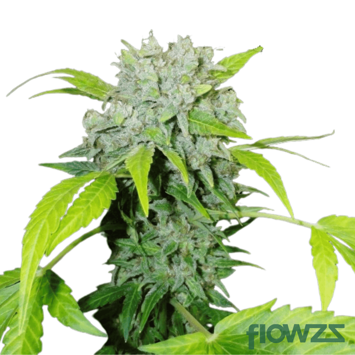 cheddar-skunk