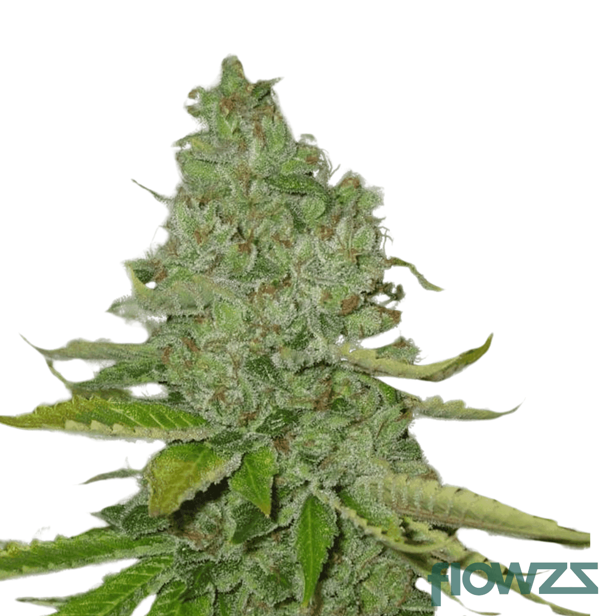 sfv-og-kush-cannabis-strain