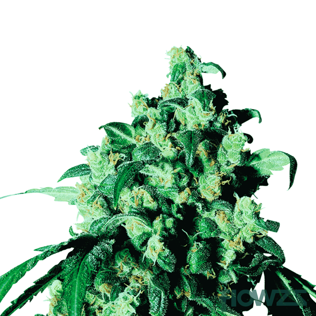 sonic-lemon-fuel-strain