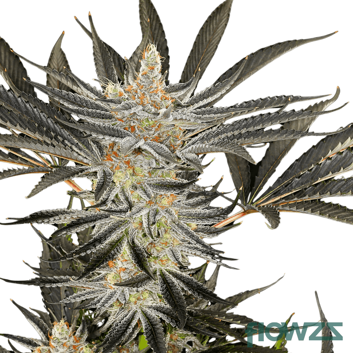 strawberry-cream-cannabis-strain