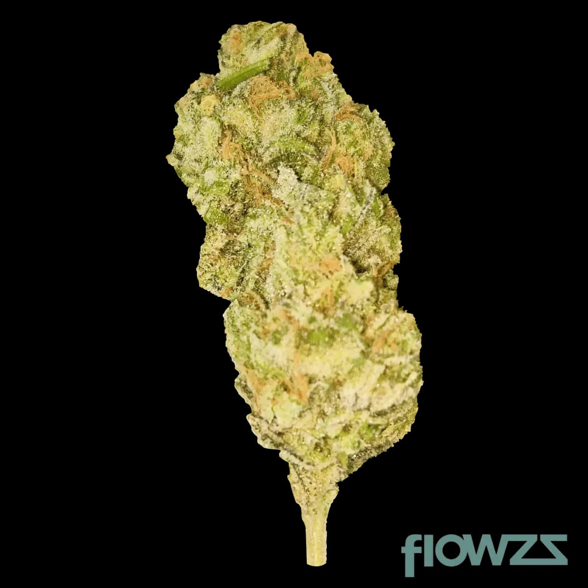 avaay-15-1-pyc-peyote-critical-peyote-critical