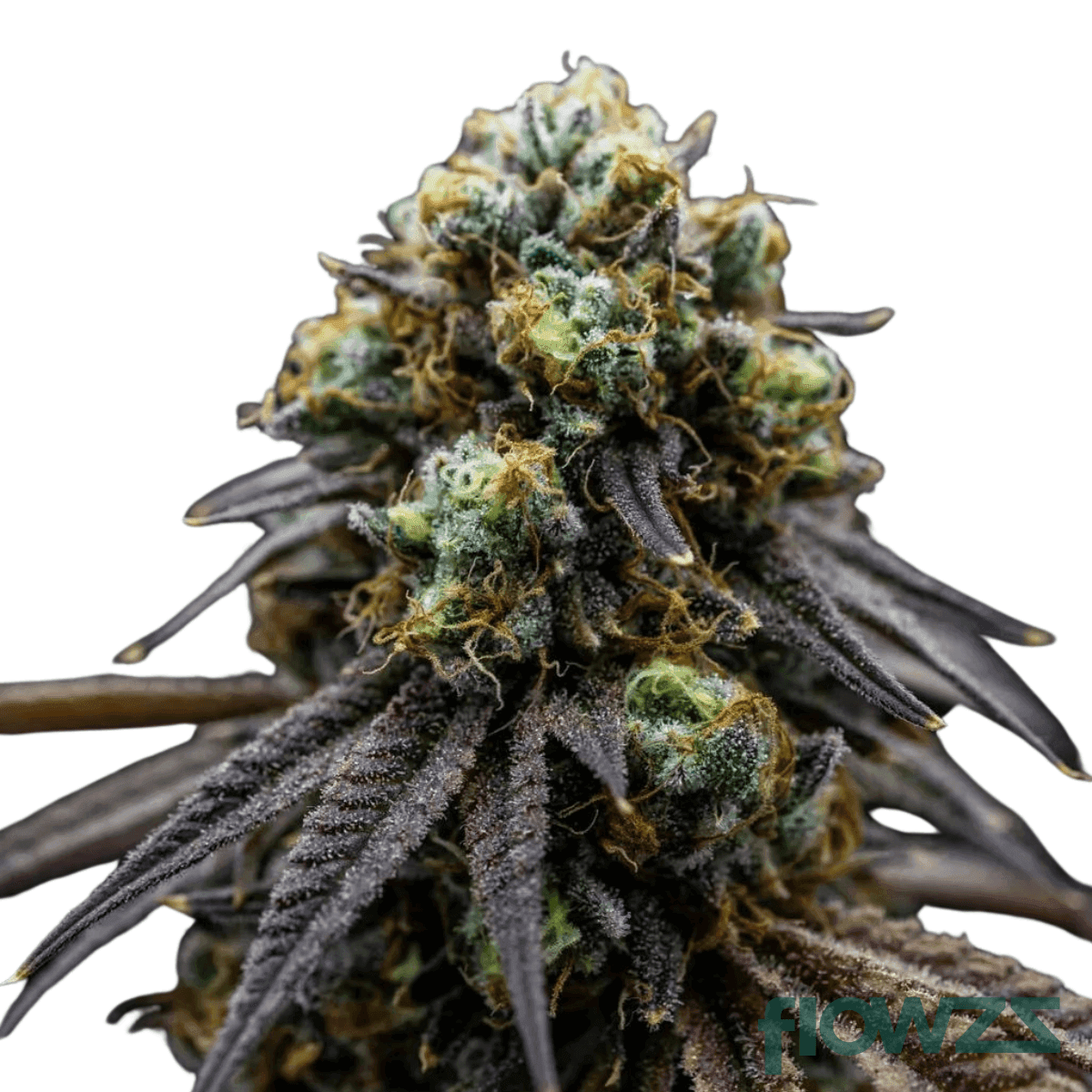 detroit-runtz-strain