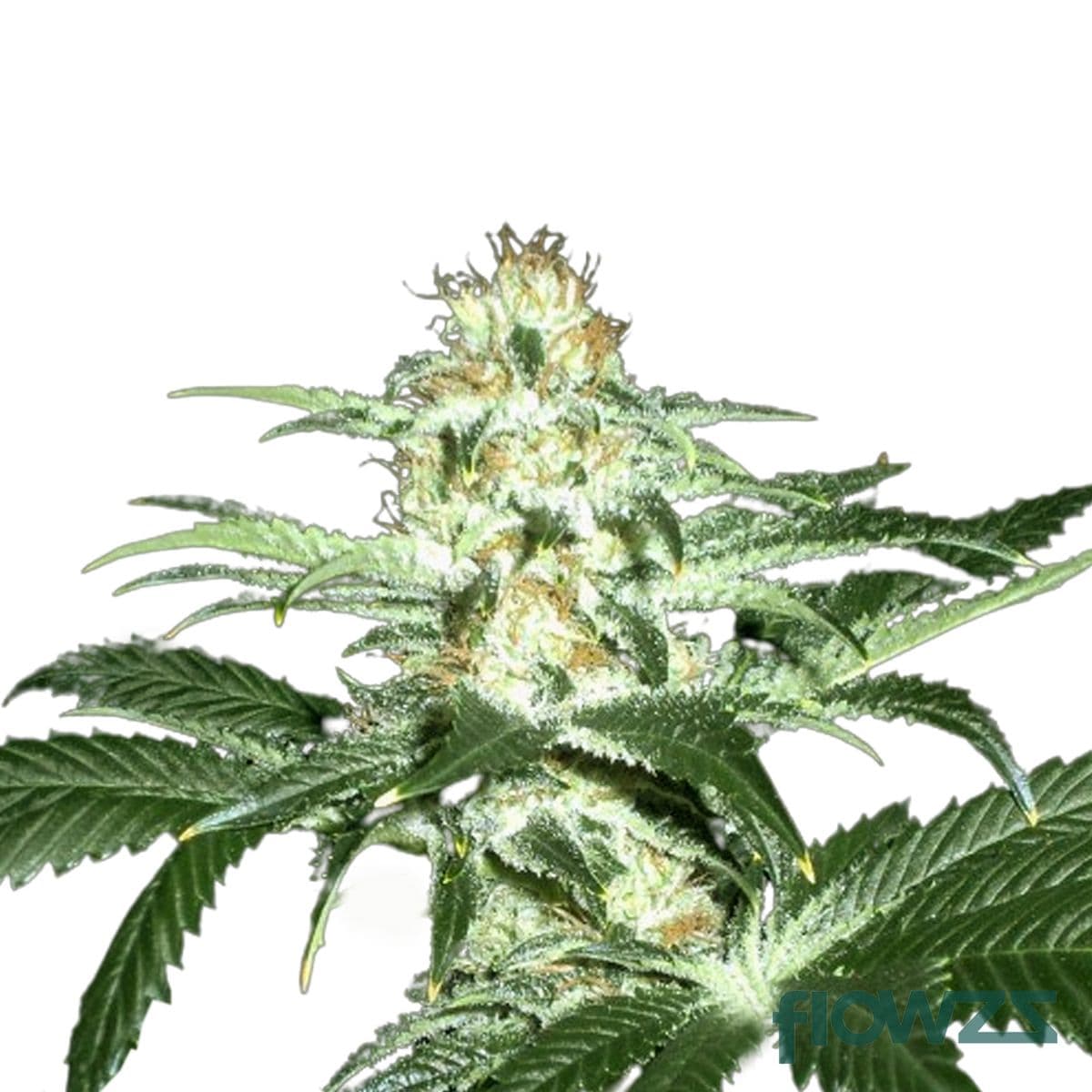 Sensi Star Cannabis Strain - flowzz.com Preisvergleich