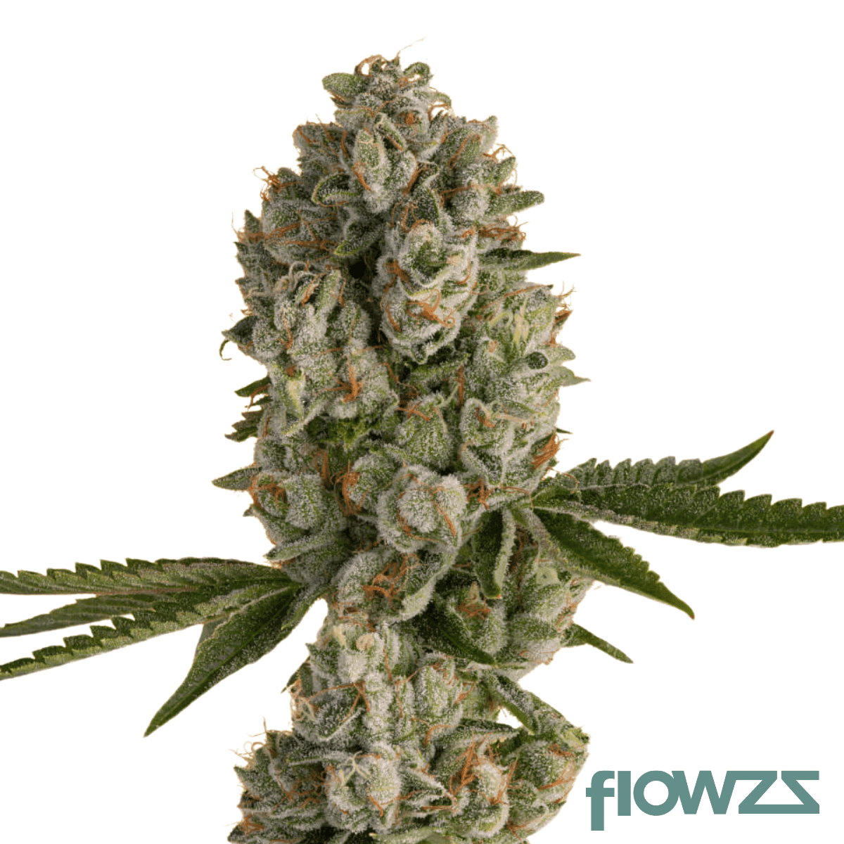 khalifa-kush-cannabis-strain