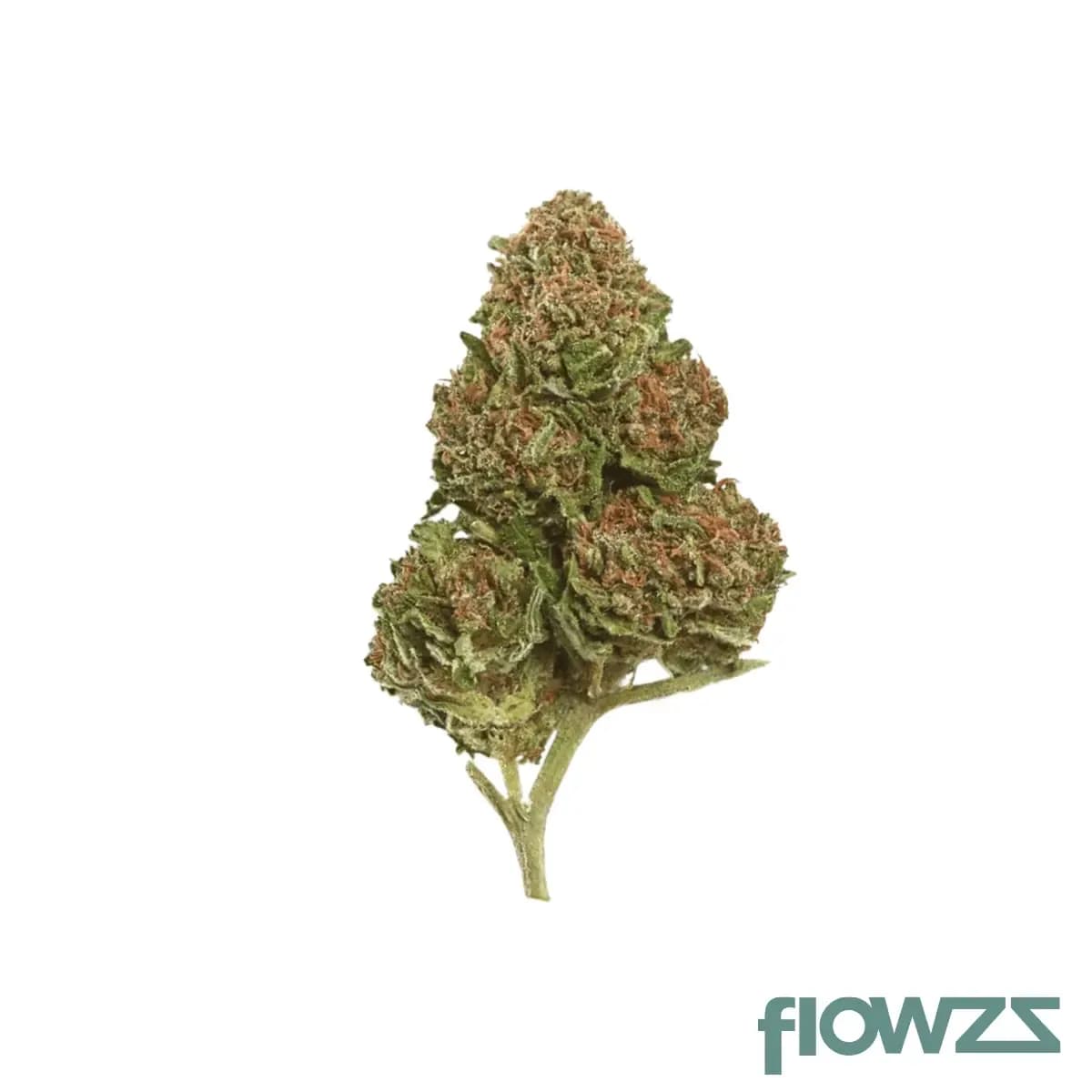 canify-pure-21-1-ls-ku-exodus-cheese