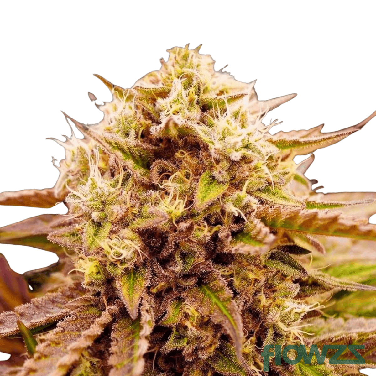 Appalachian-Trail-cannabis-strain