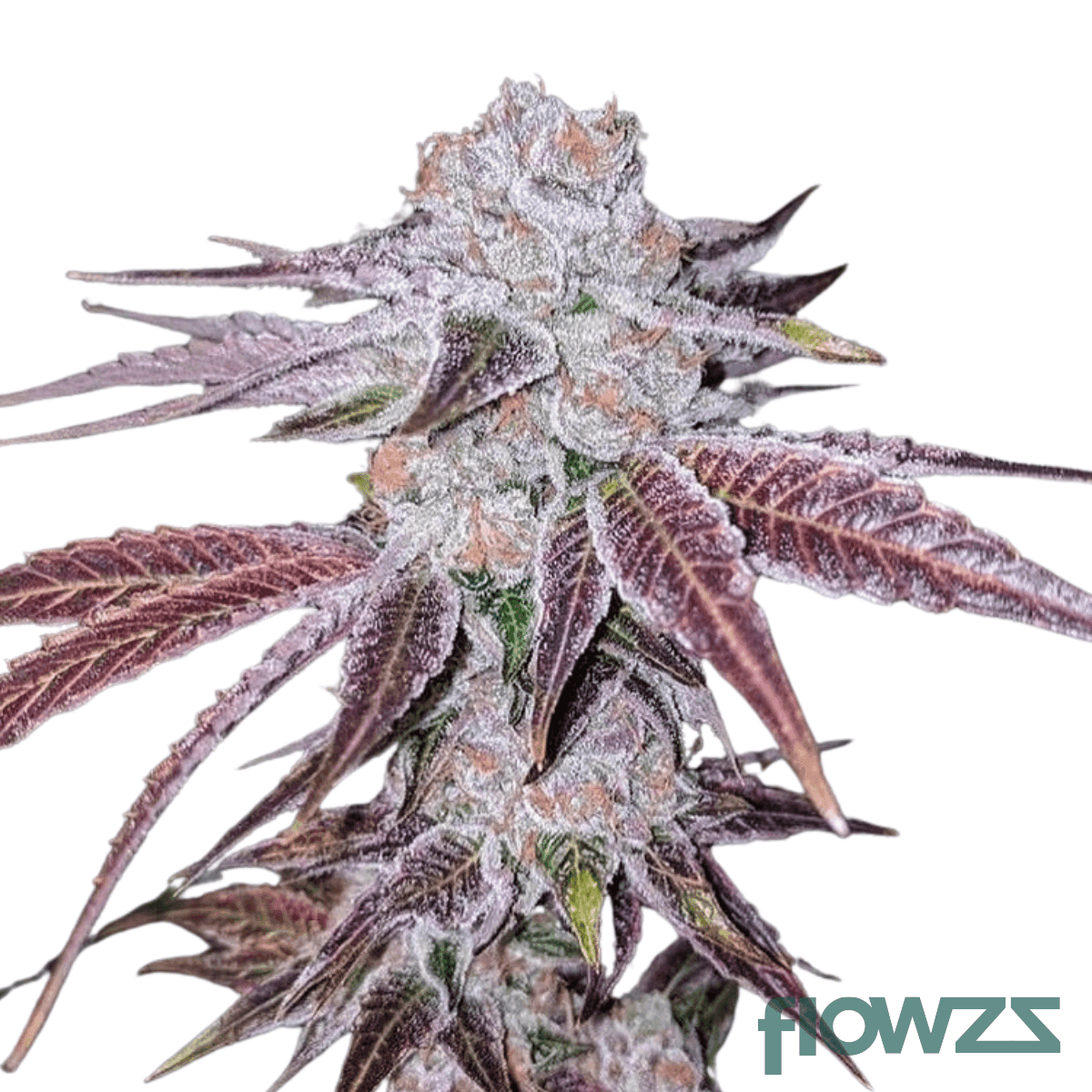 frosted-cherry-cookies-cannabis-strain