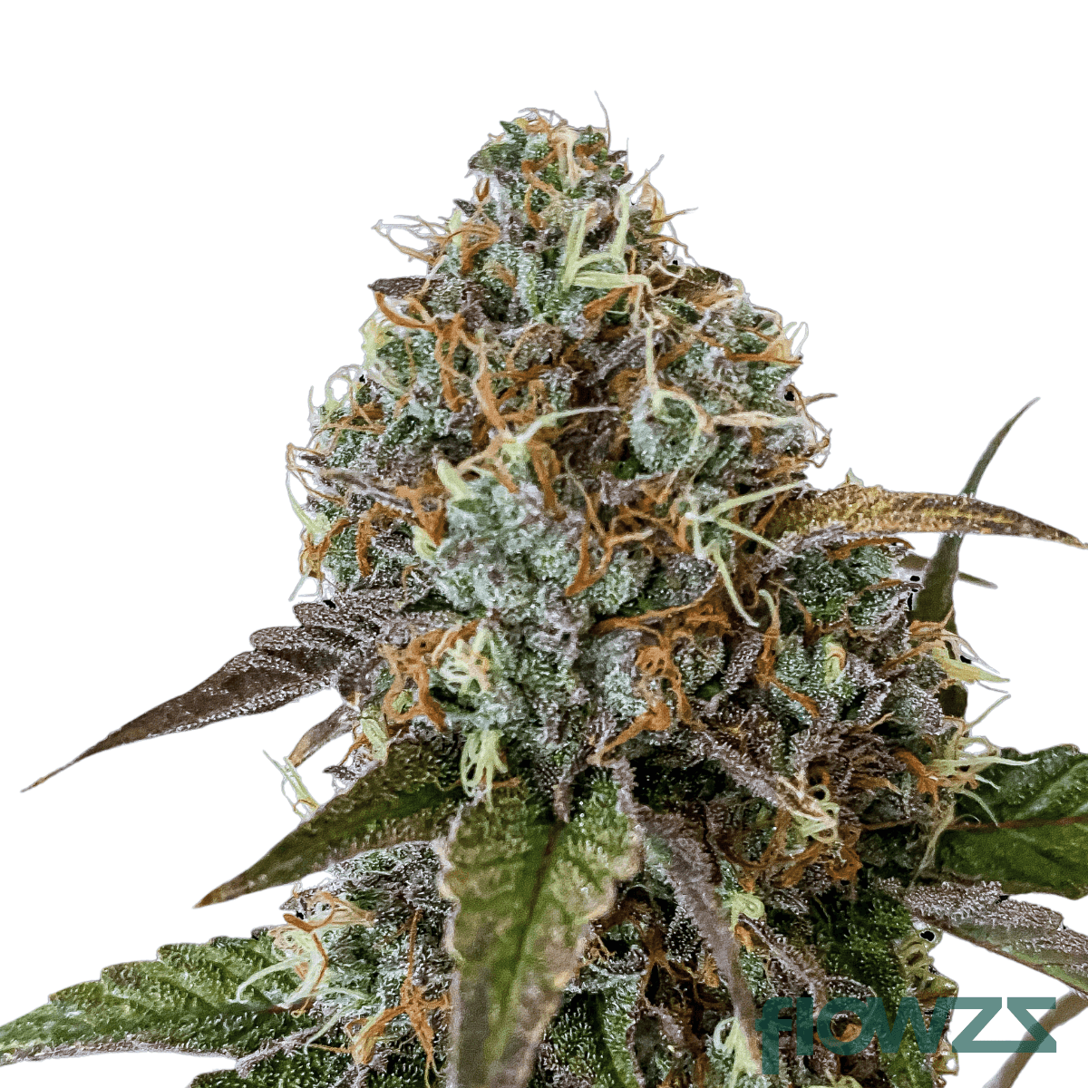 sunset-diesel-strain