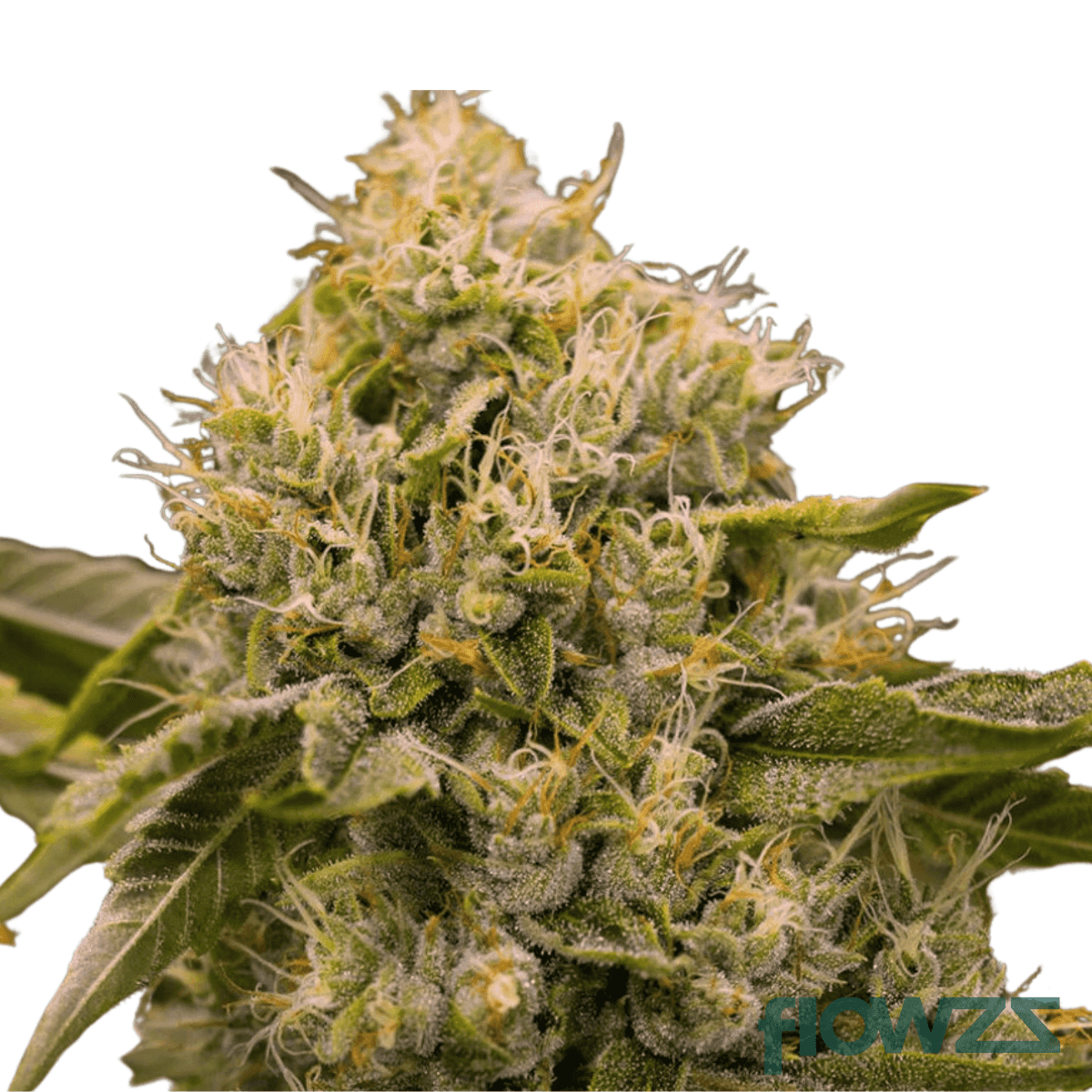 king-louis-cannabis-strain