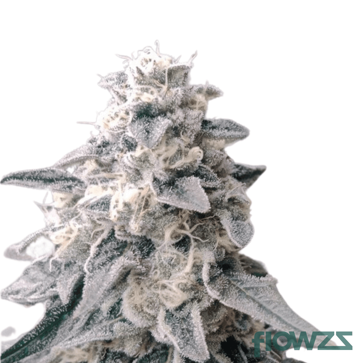 la-wedding-pop-cannabis-strain