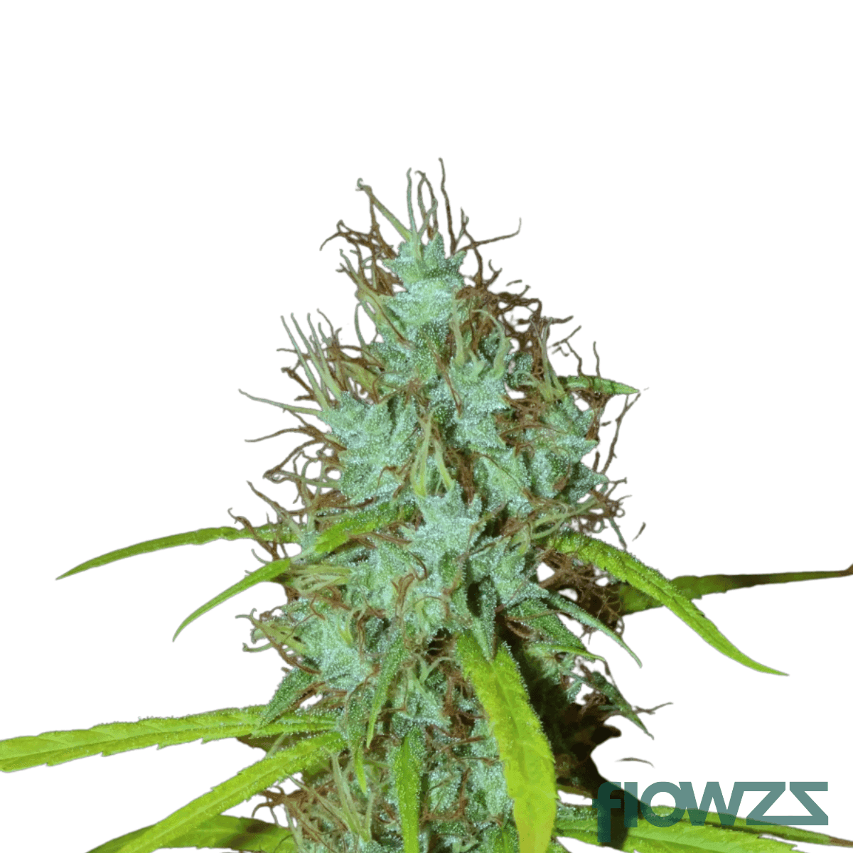 Masterpiece-cannabis-strain