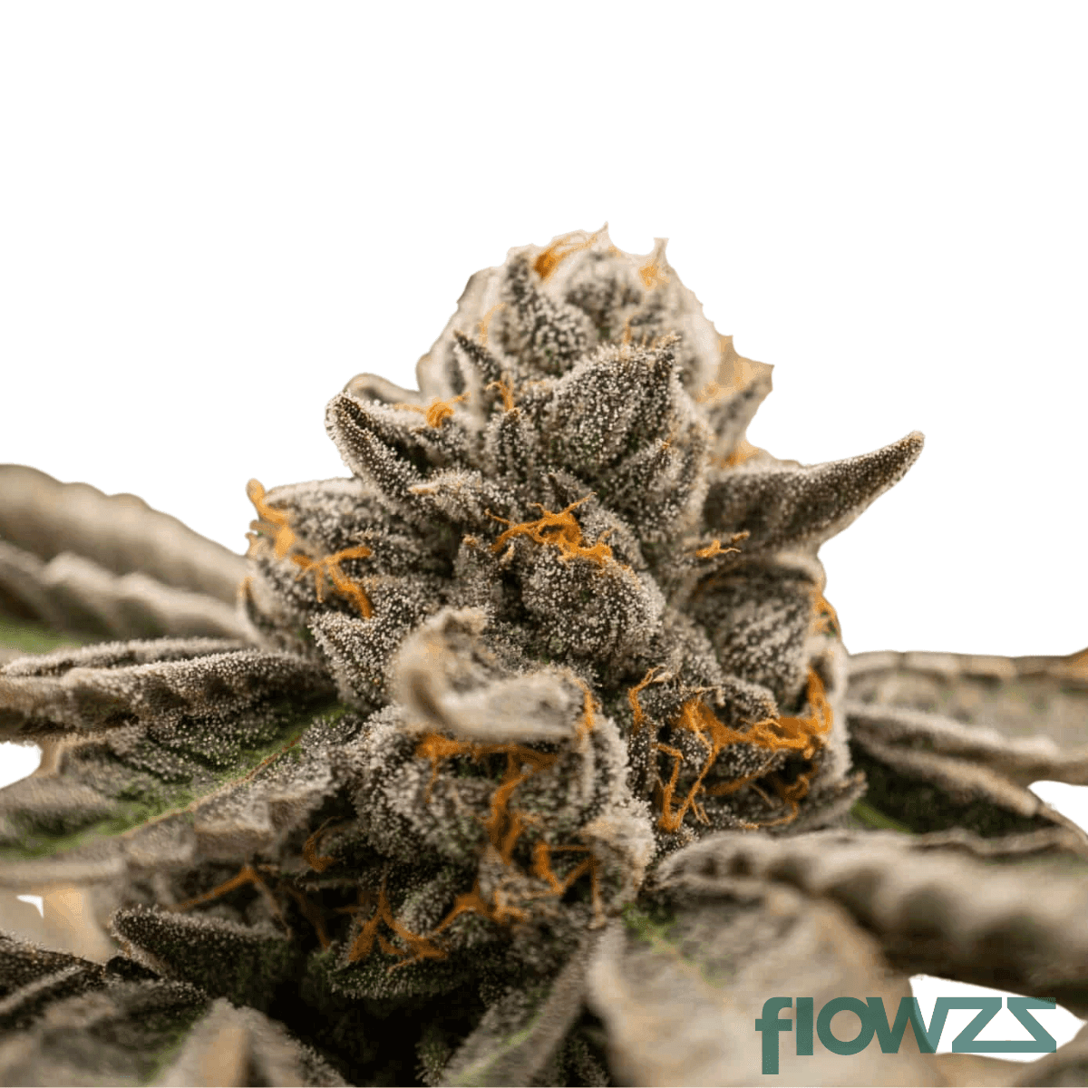 goofiez-cannabis-strain