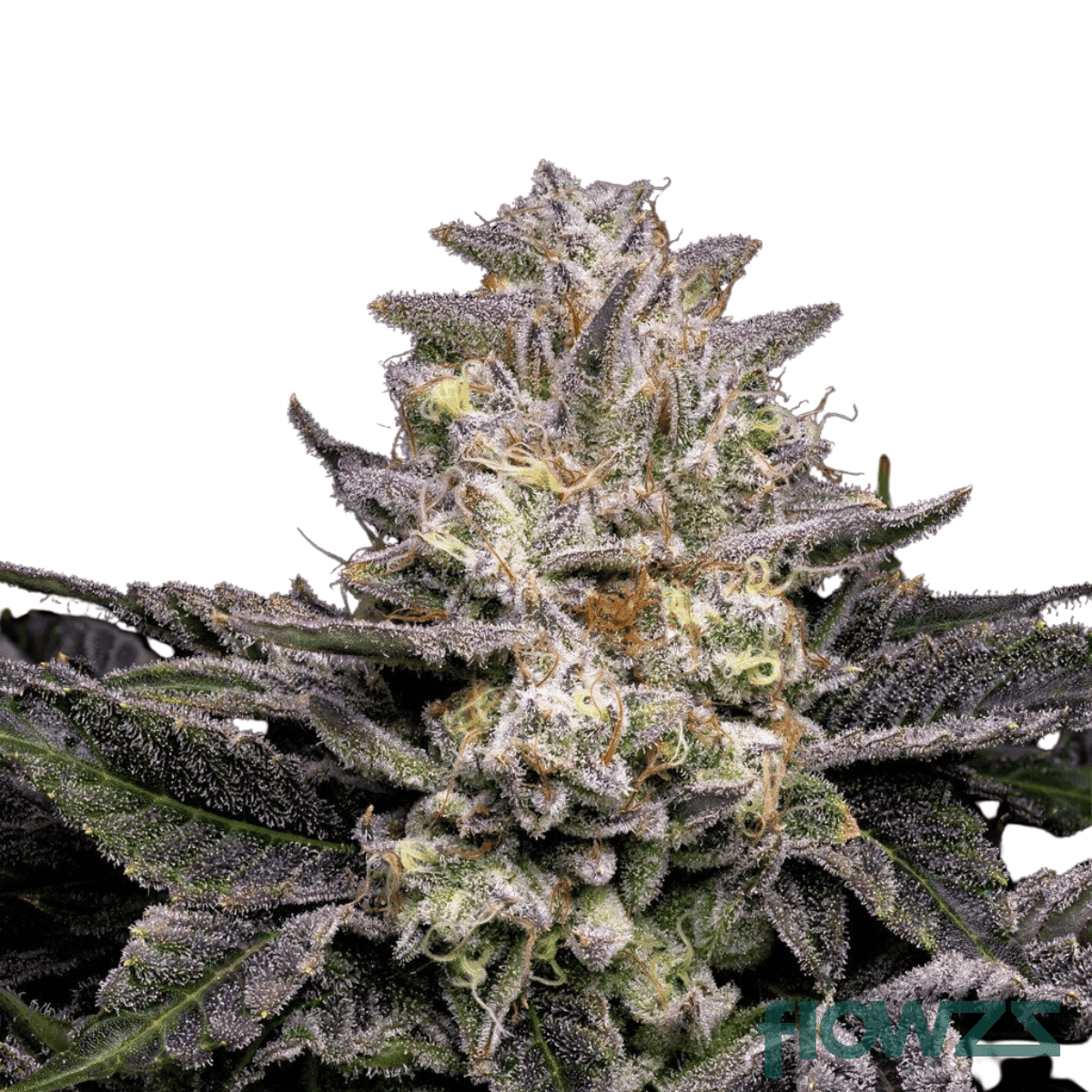 notorious-gush-cannabis-strain