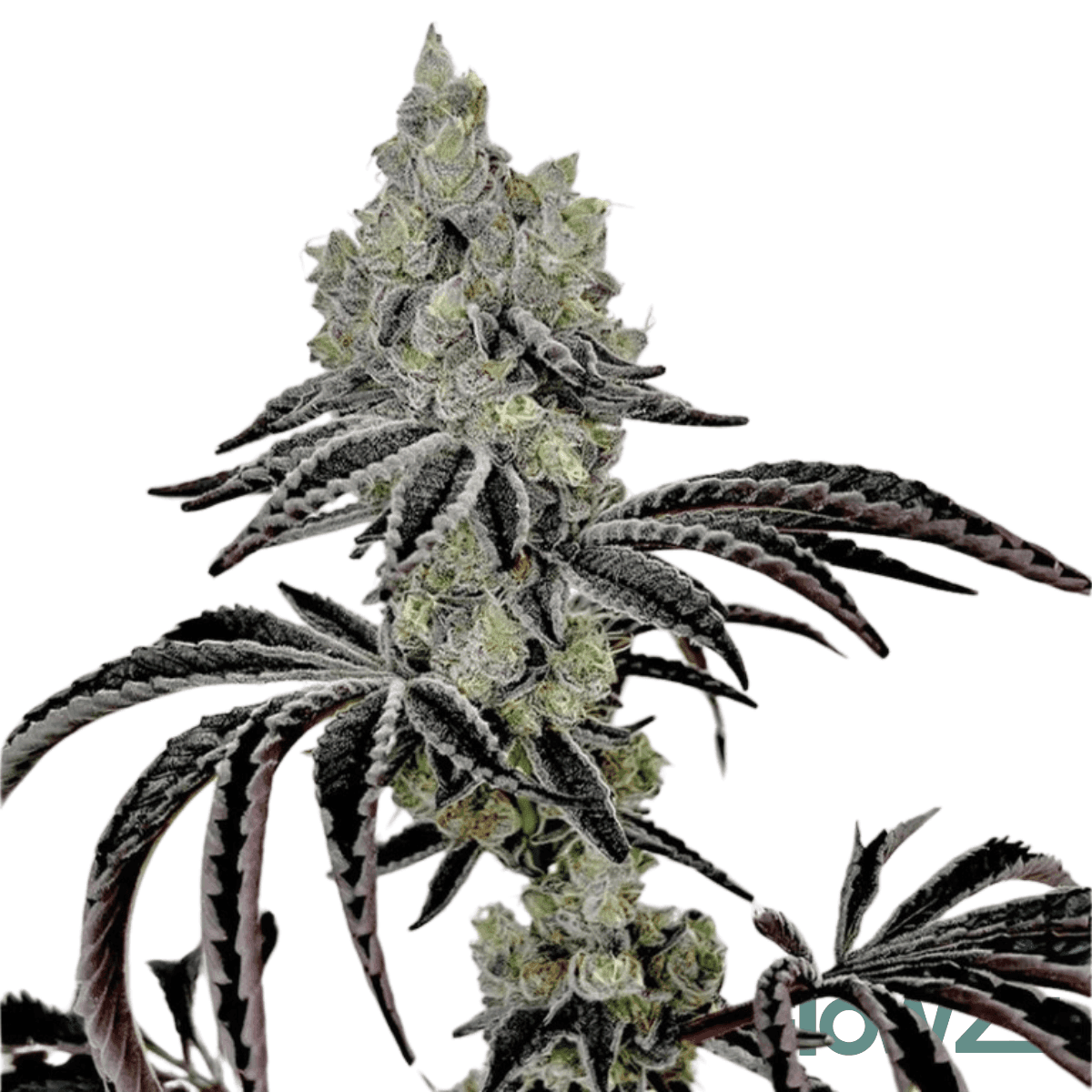 lazer-fuel-cannabis-strain