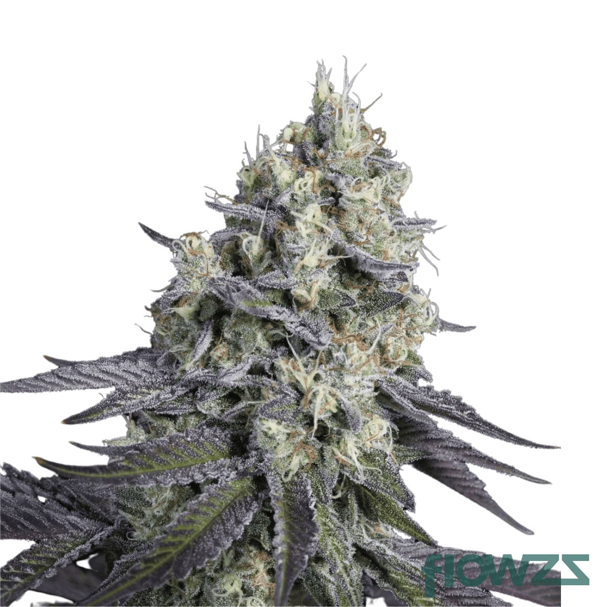 purple-punch-mints-cannabis-strain