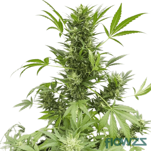 mokums-tulip-cannabis-strain