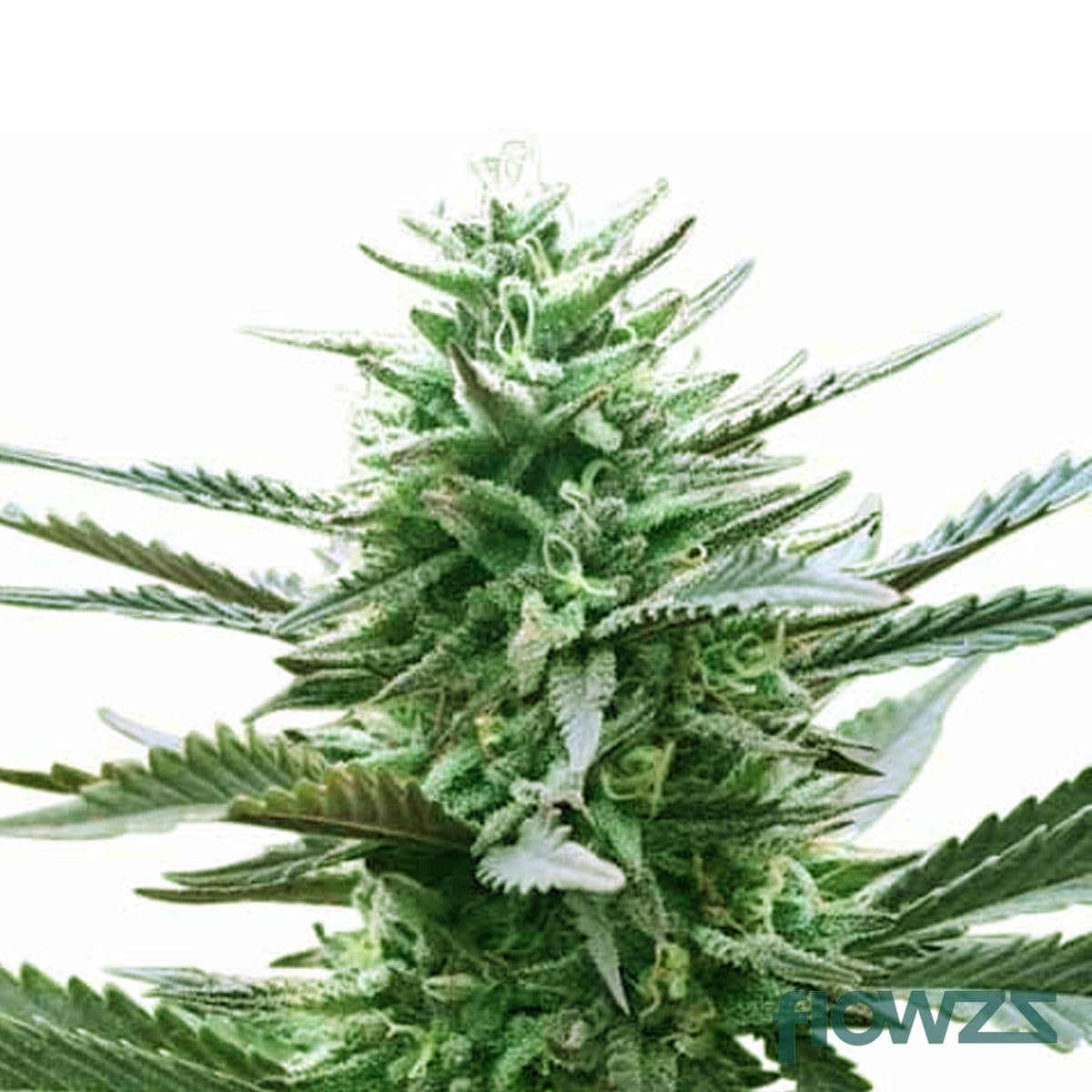 LA Confidential  Cannabis Strain - flowzz.com Preisvergleich
