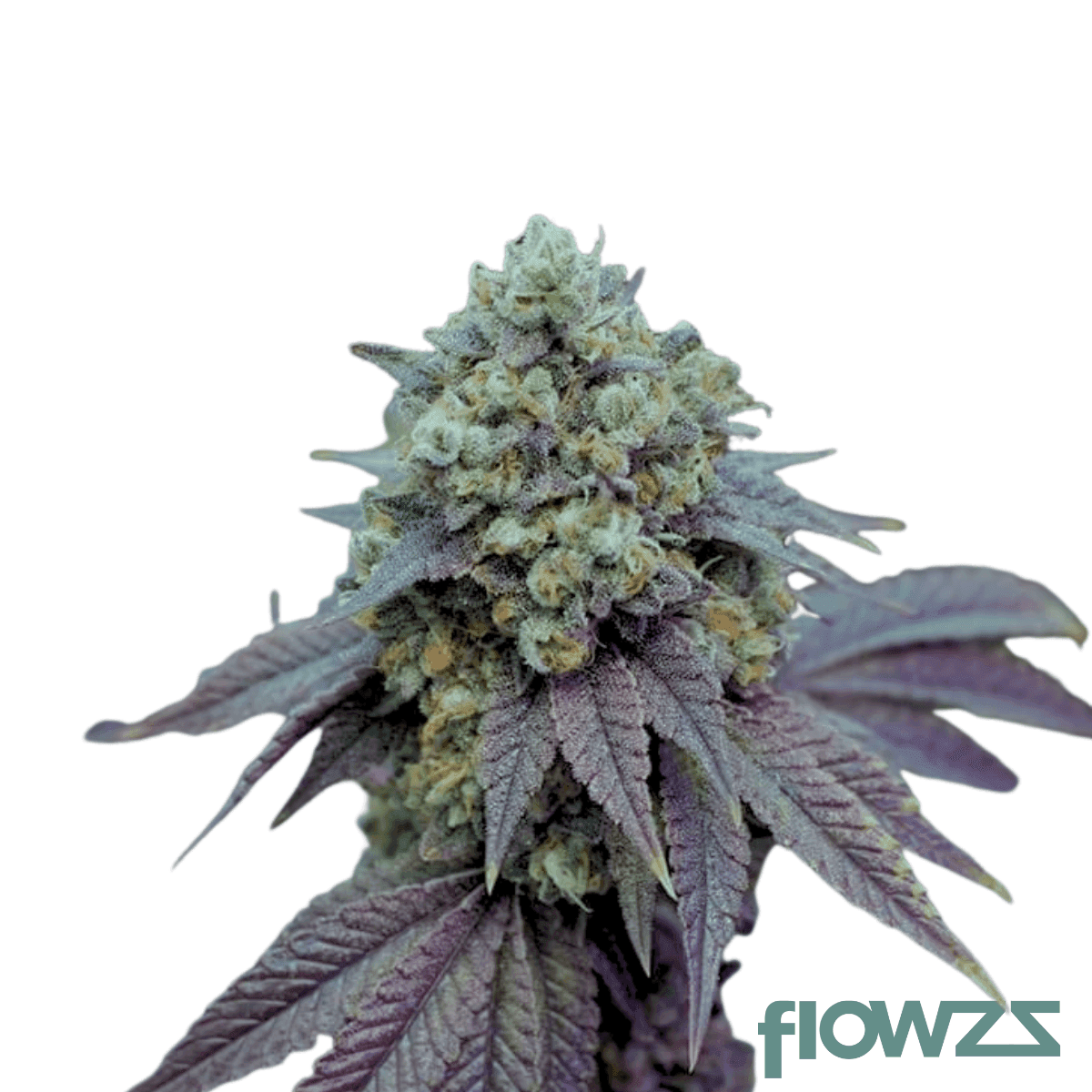 Karamel-Kut-Throat-strain