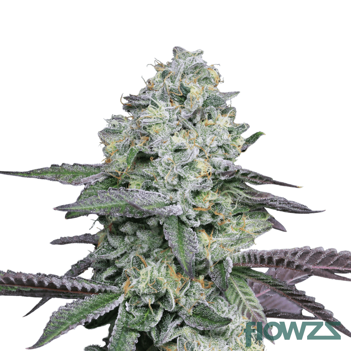 la-animal-cannabis-strain