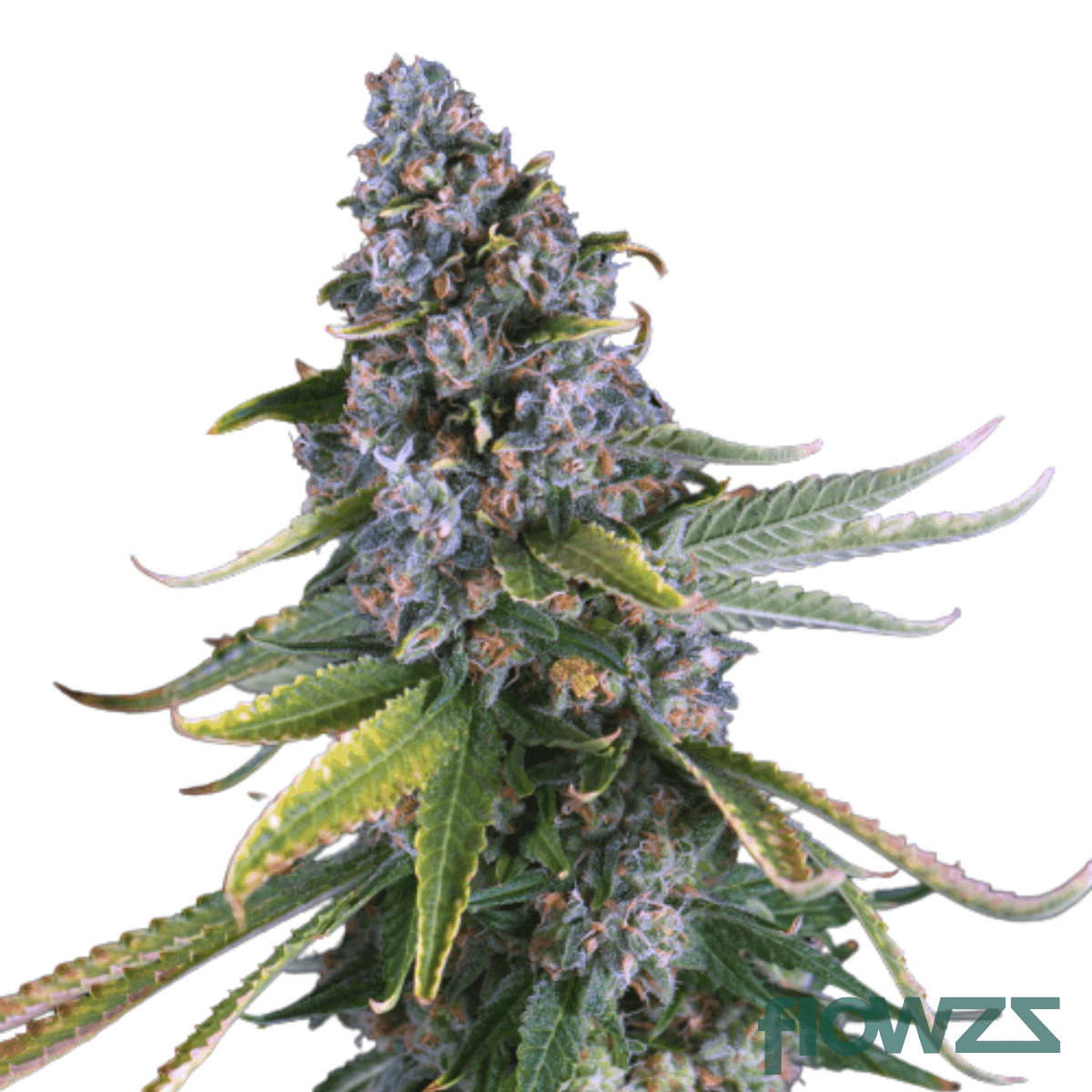 scratch-n-sniff-cannabis-strain