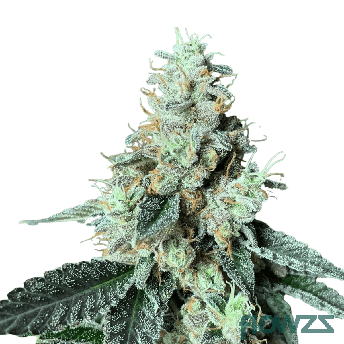 Tres-Dawg-X-I-95-cannabis-strain