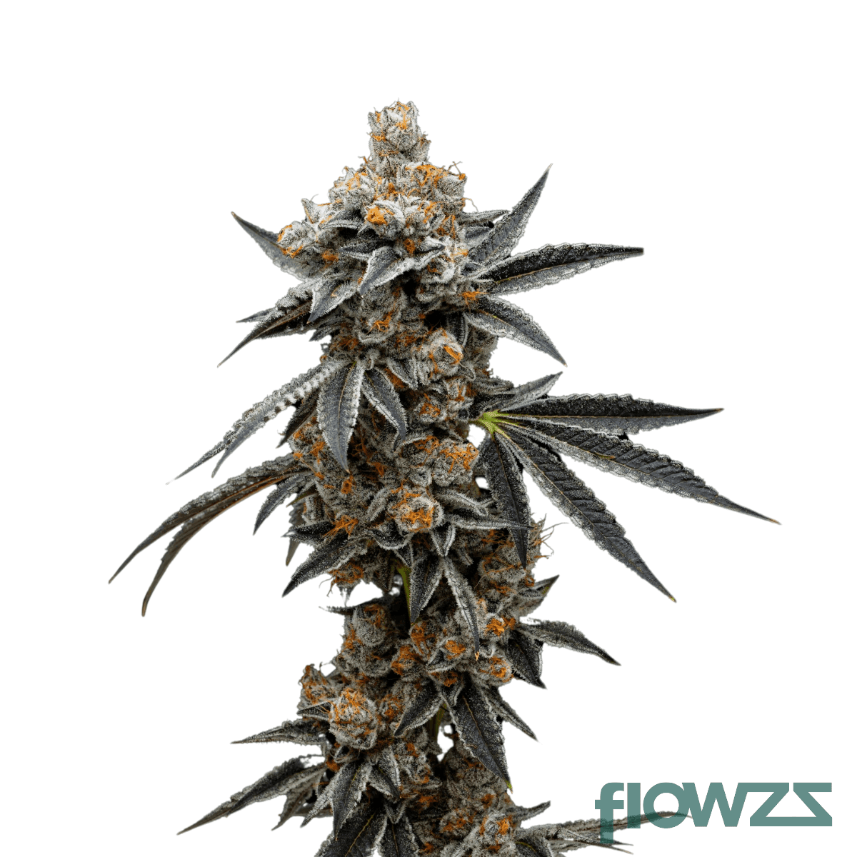 kandi-klouds-kush-cannabis-strain